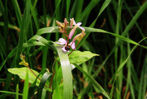 91丨成人丨精产丨天堂鸟,揭秘天堂鸟的神秘力量